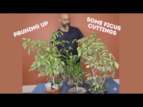 Part 1: Pruning Up Some Ficus Cuttings