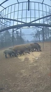 Will these hungry wild hogs finish the feast… or get slammed inside the trap? 🐗