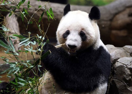 Crowds flock to Tokyo zoo to see pandas before they leave for China