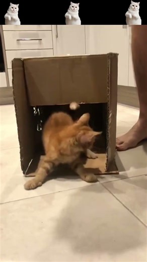 Funny Cat Fails 2026 | Hilarious Cat Falls 😹😹 #shorts