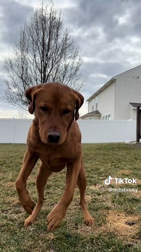 The Griddy Dance Challenge with a Dancing Dog