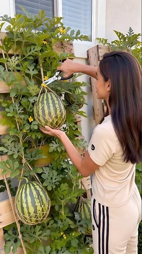 Grow Watermelons on a Pallet Trellis