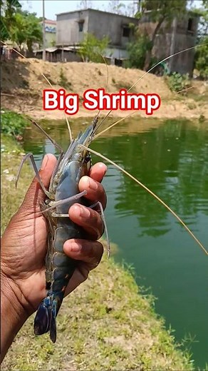 How To Big Shrimp farming business🐟 Fish Farming business ‪@PFarming12‬ #shrimp #fishing
