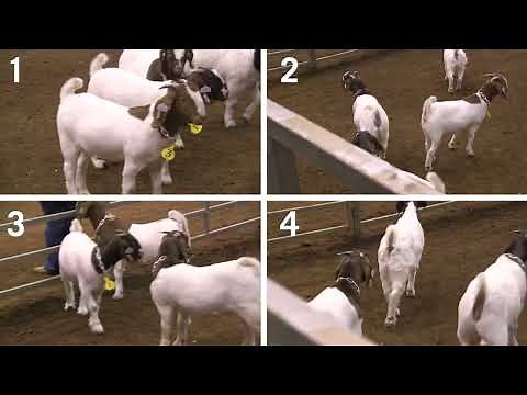 4-H Goat Judging: Example 4- Breeding Does
