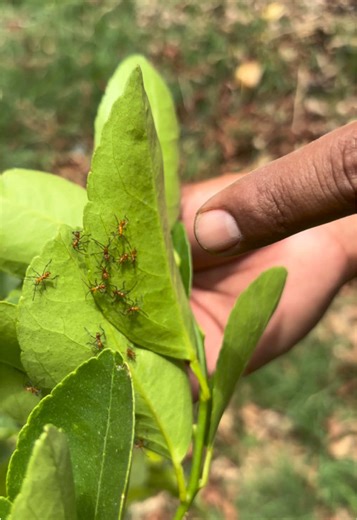La trofobiosis en su máximo esplendor #agriculturaregenerativa #agriculturaecologica #agronomia