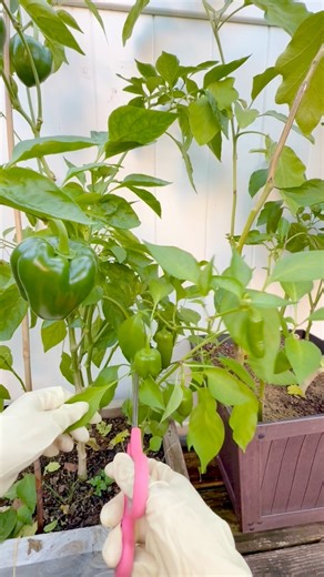 More pepper pruning before the frost hits! 🌶❄️ Keeping the backyard garden happy and ready for next season 🌿💪 #fblifestyle #gardening #pepperplants #backyardgarden #greenthumb #fallgarden | Che Thompson