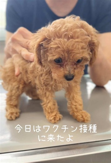 子犬のはじめてのワクチン注射｜ティーカッププードルの記録