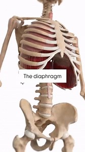 53K views · 493 reactions | Diaphragm Anatomy: Animated Guide to Its Structure & Function | Medical Talks | Facebook