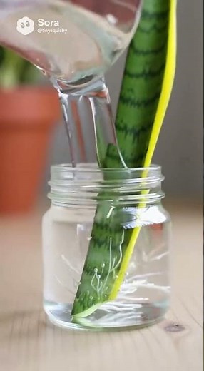 How to Propagate Snake Plant from Leaf — Easy Water Rooting Method