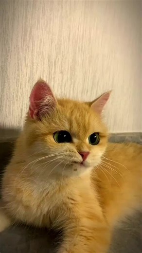Cute cat 😏 🐈 #CapCut #catsoftiktok #fyp #catlover #pet #cute #funy #animals #cats #kitten #kitty