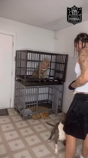 2.5K views | Try This Cage Training Technique At Home To Get Your Dogs Adapted To A Crate. (Box) ✍ . . #cratetraining #dogs #dogtraining #xlbullies | Robert Ffk Ferguson | Facebook