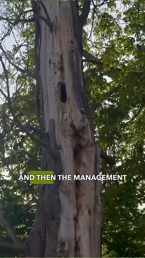 Taking Care of Veteran Trees: Find a Specialist 🪾 Ancient and veteran trees are genuine monuments of nature. Their historical, cultural, biodiversity and landscape value is incalculable. Veteran tree care is a recognised specialism within arboricultural practice, requiring particular skills and knowledge, plus experience. VETcert is a Europe-wide scheme to recognise expertise in veteran tree management. VETcert specialists have been rigorously assessed against a set of accepted standards. If yo