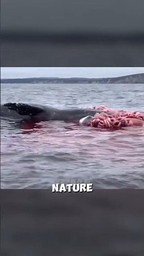 This Is Why Beached Whales Turn Into Bombs
