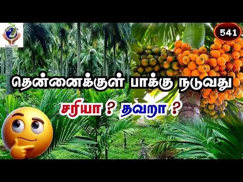 தென்னைக்குள் பாக்கு நடுவது ❗சரியா❓ தவறா❓It right to plant a palm tree inside a coconut✨ #fyp #music