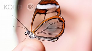 87K views · 883 reactions | Ever wanted to be invisible? The elusive glasswing butterfly knows just how to do it. Its transparent wings, covered in an anti-glare nano-coating, help it hide from its predators in the rainforest. | Deep Look • PBS | Facebook