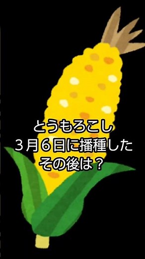 #2 トウモロコシ栽培 発芽