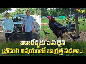 Pandem Punjulu Linebreeding | KSN Raju | ఐదారేళ్ళకు ఇన్ లైన్ బ్రీడింగ్ విషయంలో జాగ్రత్త.. Tone Agri