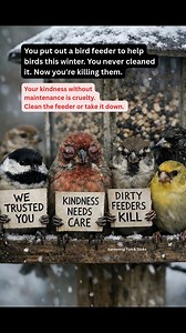 You put out a bird feeder to help birds this winter. You never cleaned it. Now you're killing them. House finch eye disease (mycoplasmal conjunctivitis) spreads at dirty feeders. Infected birds go blind. Can't find food. Die slowly. Wet, moldy seed grows bacteria. Birds crowd together. Disease spreads. One dirty feeder can infect an entire local population. How often should you clean your feeder? → Every 2 WEEKS minimum → Every week if it rains or snows → Immediately if you see a sick bird How t