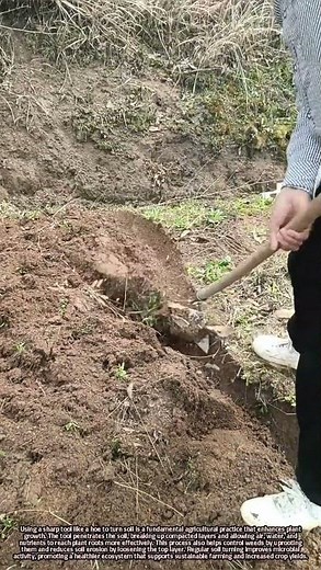 How Using a Sharp Hoe to Turn Soil Boosts Plant Growth and Soil Health