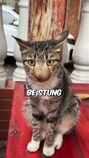 Why Honey Buzzards Don’t Fear Wasps?🐝🦅