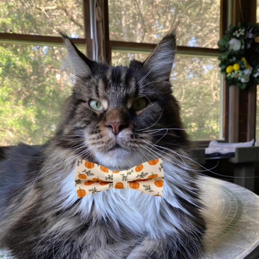 CCC Update November 3, 2025 | Cooper Marcher