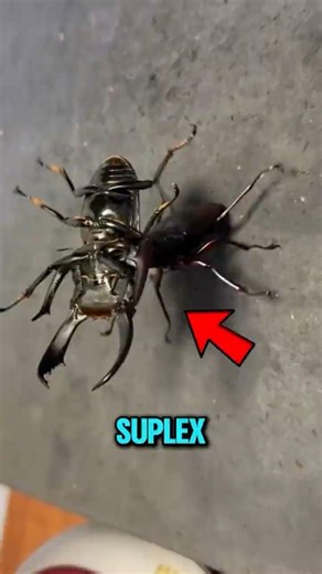 Top 3 Insects With Alien Looking Bodies 😱