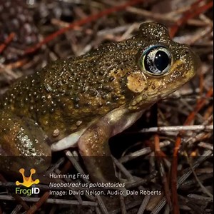 2.1K views · 87 reactions | The Humming Frog (Neobatrachus pelobatoides) from WA spends most of its life underground in burrows, waiting for heavy rain. We have few #FrogID recordings of this species. Please listen out for their low-pitched trill and record it with the FrogID app if you hear it. | Frog ID | Facebook