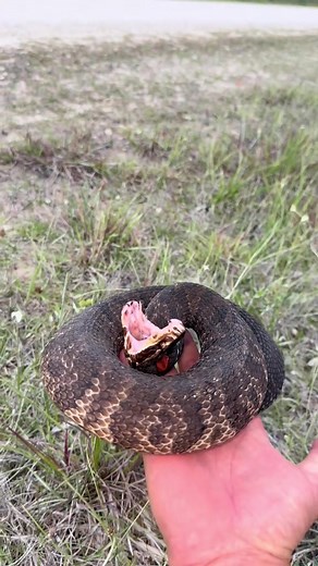 Swamp puppy rescue! #alligator#florida#everglades l#wildlife#snake