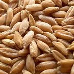 Amazon.com: Triticale Grain Seeds - 1 Lb - Non-GMO, Organic - Hybrid of Wheat & Rye - Sprouting & Cover Crop Seed : Everything Else