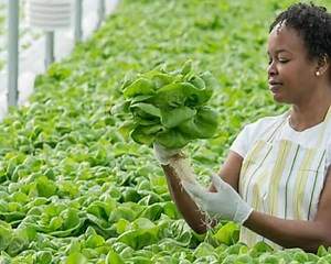 Elgon Kenya Limited and Nation Media Groups Seeds of Gold are proud to launch their first Farmer's Clinic this Saturday 16th July at the Thika horticultural research and training Institute. Come and talk to our experts on the newest technologies available plus answer any technical questions you may have on your farm. Look forward to seeing you all there. | Elgon Kenya Limited