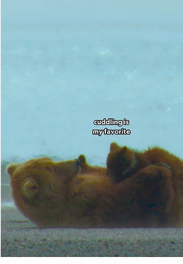 Mama Bear Teaches Cubs to Eat Clams at Low Tide