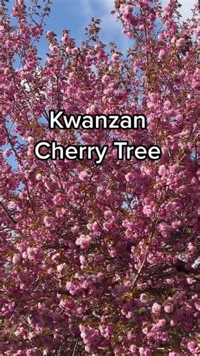 Exploring Kwanzan Cherry Blossoms in Spring