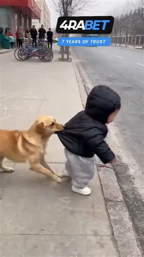 OMG DISCOVER 🤩🤗 on Instagram: "The grizzly bear, found mainly in the northwestern United States and Alaska, is one of the most iconic and powerful animals in North America. Adult male grizzlies can weigh 600 pounds (270 kg), stand more than 8 feet tall, and have a bite force strong enough to crush a bowling ball. Their front claws, which can grow up to 4 inches long, are built like natural tools — perfect for digging, hunting, and even ripping open logs to find insects. What makes the grizzly 