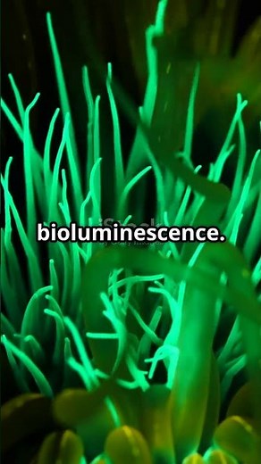 The Midnight Zone: The Horror of the Deep Sea Explained