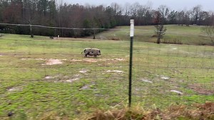 8.3K views · 1K reactions | Scooter and Daisy running in the rain. Because a day without seeing happy, active pigs, is a day without sunshine. 珞 Wait… I think today is a day without sunshine but not a day without running pigs…. 浪 Oh well. They make me happy! 珞 | Frog Song Farm Sanctuary | Facebook
