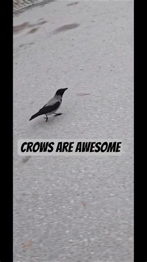 Crows are awesome #birds #crow #adhdlife