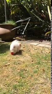 1.4M views · 15K reactions | the search for the perfect poop spot is over. you'll notice i had to take my harness off for full range of movement. human would like to note that this was actually one of my more efficient searches ... i usually make her wait much longer. | Boo | Facebook