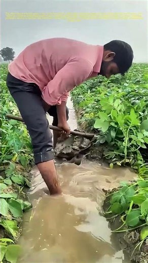 Digging for Growth: How a Farmer's Tool Shapes the Future of Farming