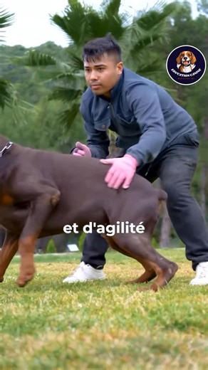 157K views · 3.8K reactions | Les 3 races les plus musclés #chien #chiot #fblifestyle | Cheeny Chien | Facebook