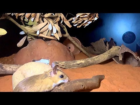 Setting up a desert mouse enclosure
