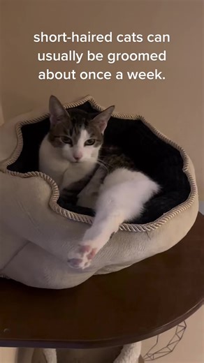 #catcafebudapest #catsoftiktok #trivia