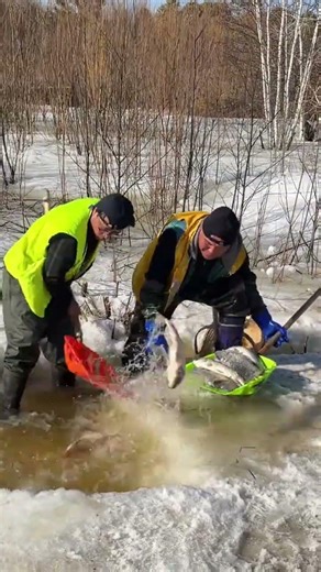 Fishing through icy waters, patience and teamwork turning winter into a harvest in cold day ep_1