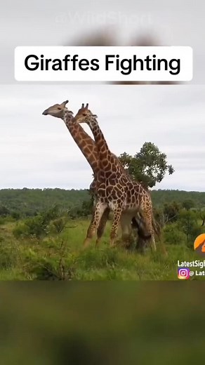 1.2K views | Giraffes Use More Than 50 Muscles To HIT!漣✨ #fighting #giraffe | Meow & Bark Society | Facebook