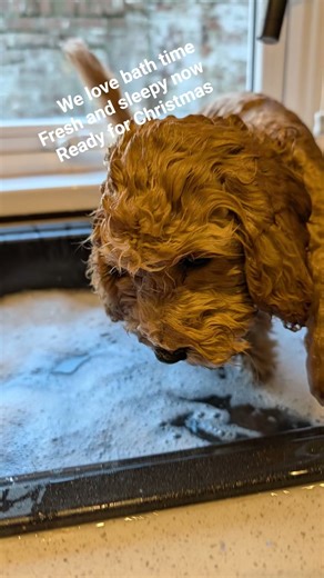 we love bath time. #puppybath #puppygrooming #cockapoopuppies #puppy