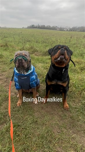 Stanley & Ryder 💙💙 on Instagram: "We thought we’d have a peaceful Boxing Day walk. Sadly that wasn’t to be. Just after the boys went for a paddle we were walking back to the car and stupidly thought the Labrador approaching us was under control. It wasn’t ! It ignored its owner three times and then bounded over to Stan. Stan got super excited as was on a long line and I ended up flat on my face in the mud 😞 I’ve hurt my knee, wrist and shoulder. Yes, I got the “ but she’s friendly “ but I gen