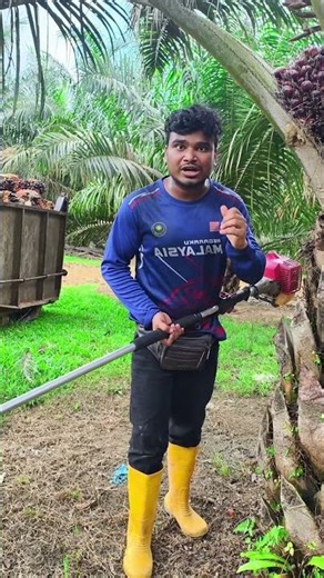 স্যালারি নিয়ে কম্পিটিশন চলে পাম বাগানে #malaysia #পাম_বাগান