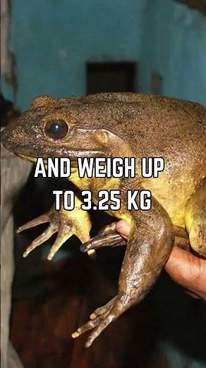 🐸🌿 Unveiling the Goliath Frog: Discover Nature's Giant Amphibian Marvel!