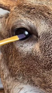 Taxidermy Eyes Explained #taxidermy #animals #eyes #art #deer #wildlife #hunting #trophyhunting | Cpacify Maris