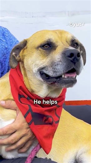 Meet Chance! He is a rescue pup proving that second chances change lives. 🦿 In the Season 7 premiere of The Wizard of Paws, Derrick makes Chance a brand-new prosthetic limb—and he doesn’t just walk, he RUNS! 💨 To see his full journey, watch the episode now on the free BYUtv app! #WizardOfPaws #WizardOfPawsTV #BYUtv #BionicPets | The Wizard of Paws