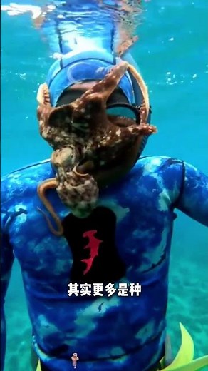 被八爪魚吸住有多疼？它可能還在“評價”你的味道？#海洋生物#八爪魚#冷知識